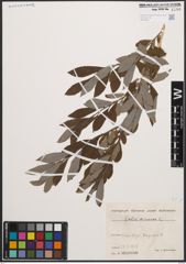 Foto von Salix cinerea L.